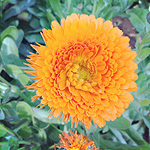 Plants: image 3 thumb