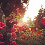 Plants: image 5 thumb