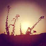 Plants: image 6 thumb